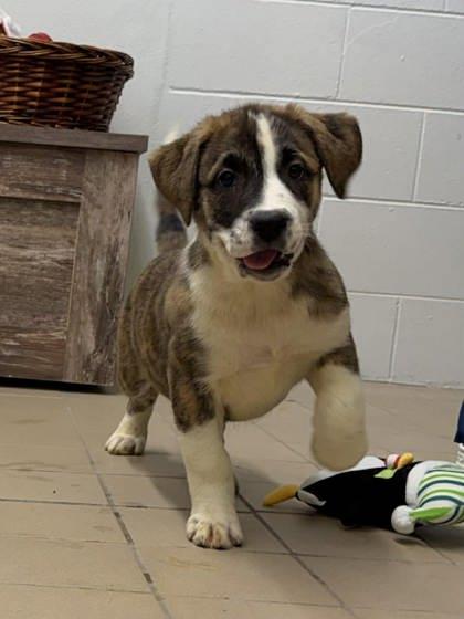 Enlarge Willow, a Adoptable mixed breed in Scottsbluff, NE image 2/3