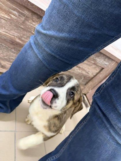 Enlarge Willow, a Adoptable mixed breed in Scottsbluff, NE image 3/3