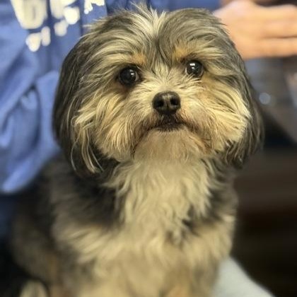 Enlarge Mushu, a ADOPTABLE mixed breed in Worcester, MA image 1/1