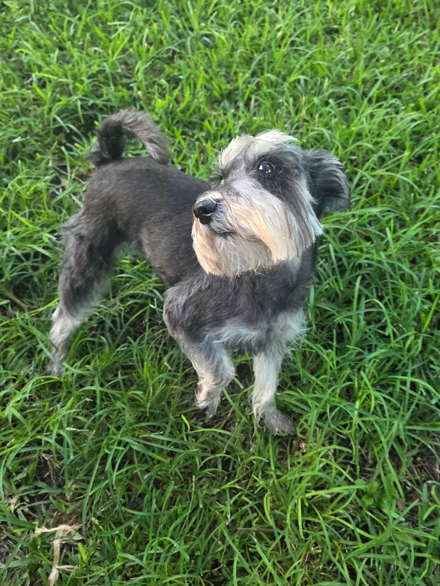 Enlarge Max, a Adoptable Miniature Schnauzer in Cape Coral, FL image 1/6