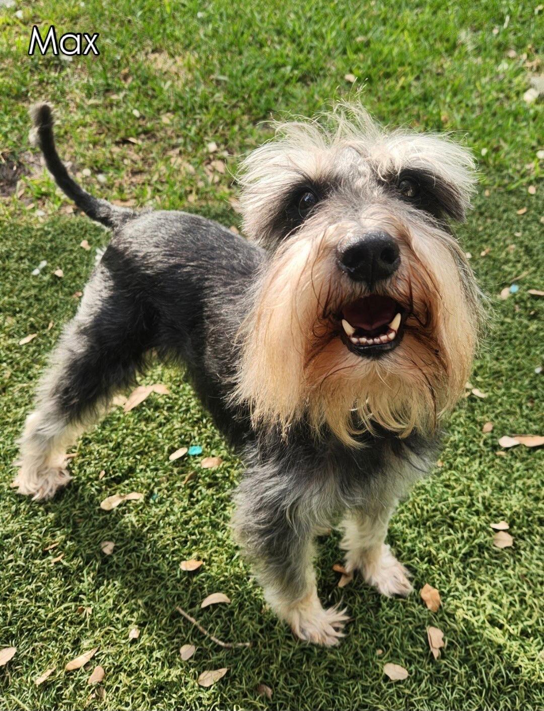 Enlarge Max, a Adoptable Miniature Schnauzer in Cape Coral, FL image 1/6
