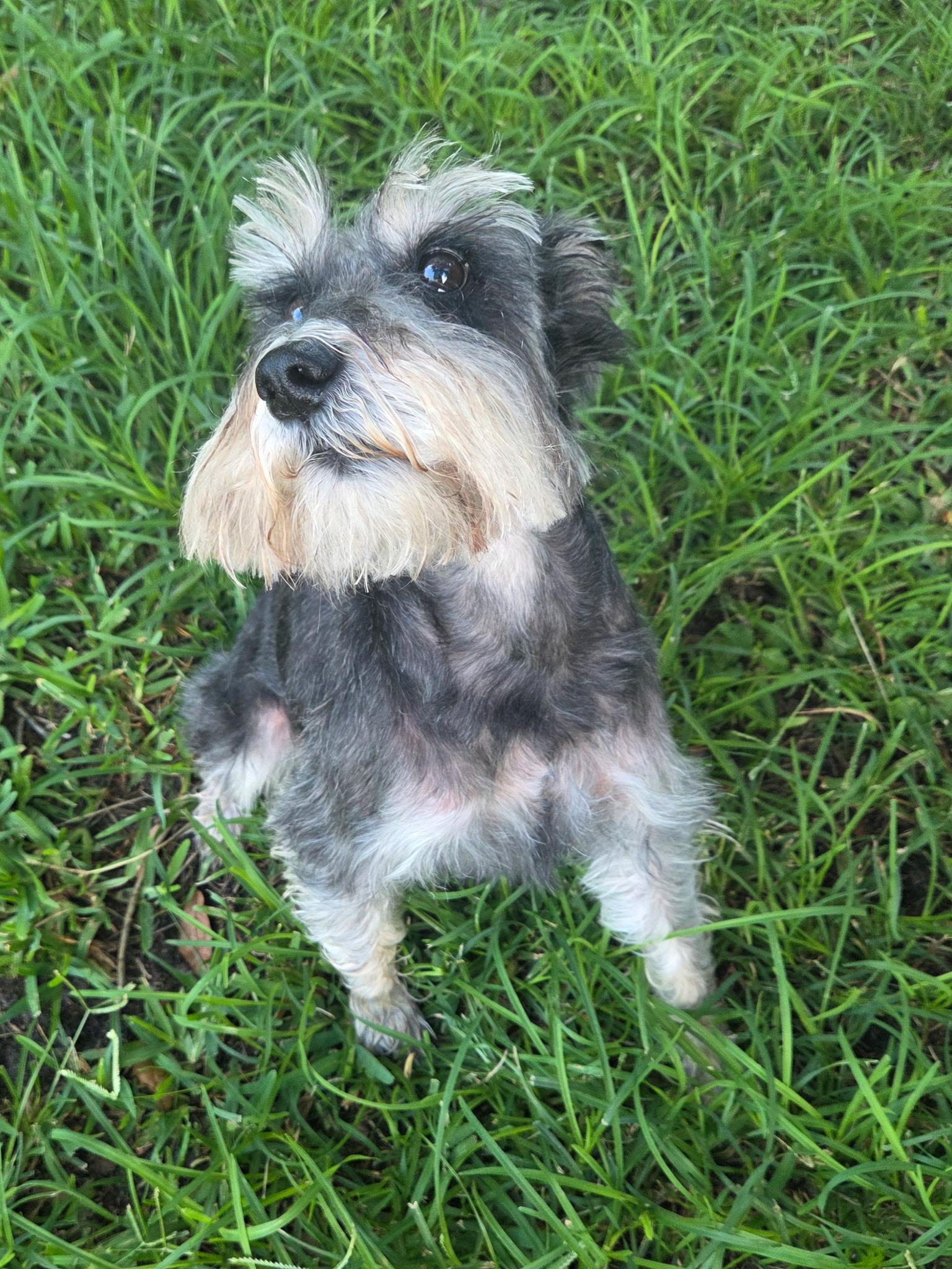 Enlarge Max, a Adoptable Miniature Schnauzer in Cape Coral, FL image 2/6