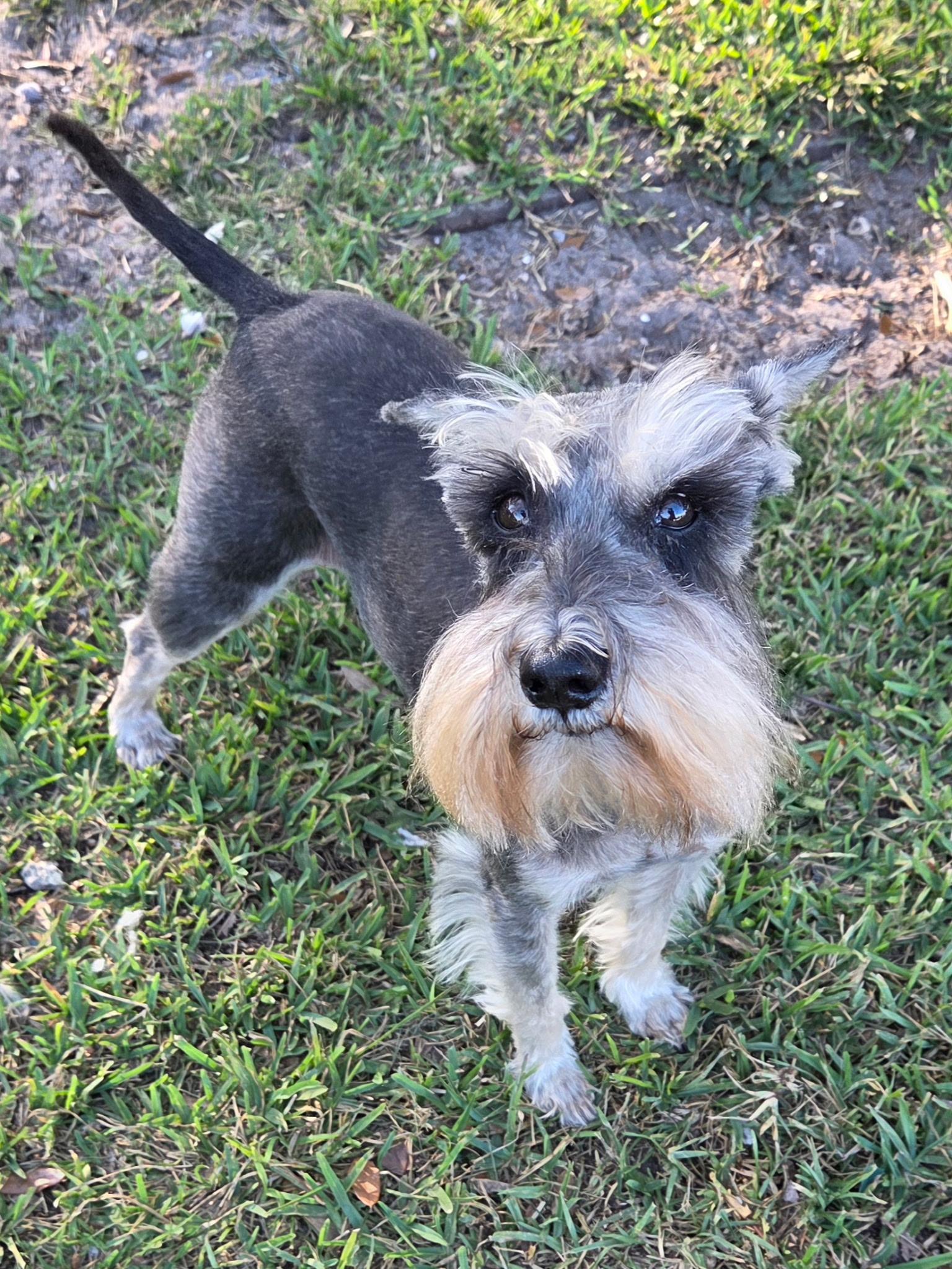 Enlarge Max, a Adoptable Miniature Schnauzer in Cape Coral, FL image 2/6