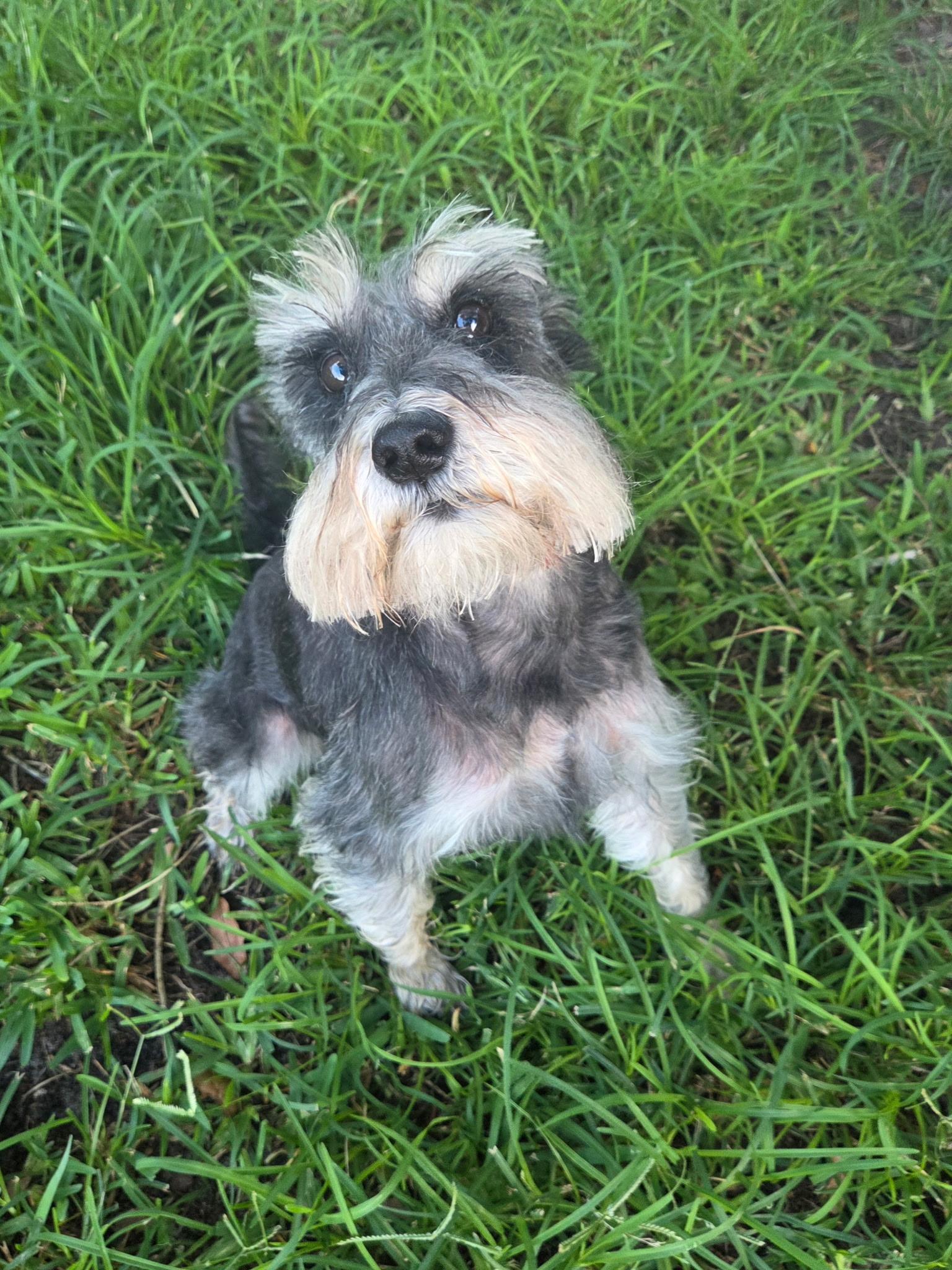 Enlarge Max, a Adoptable Miniature Schnauzer in Cape Coral, FL image 4/6