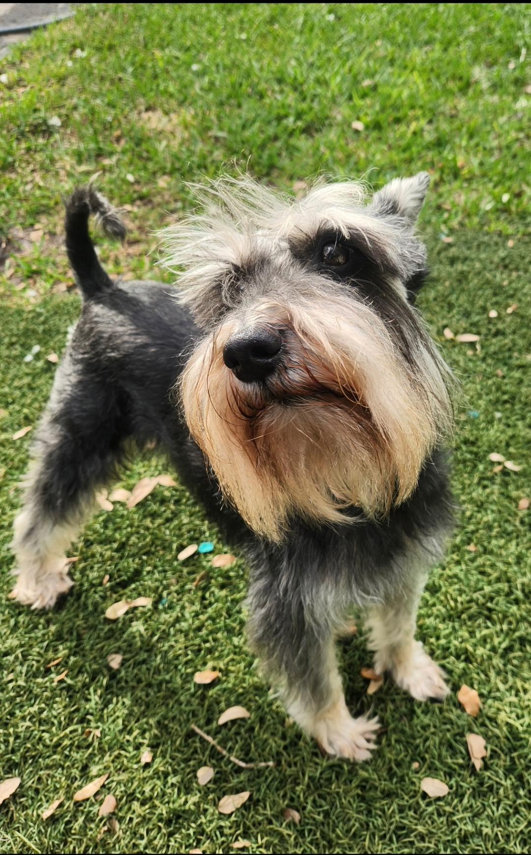 Enlarge Max, a Adoptable Miniature Schnauzer in Cape Coral, FL image 3/6