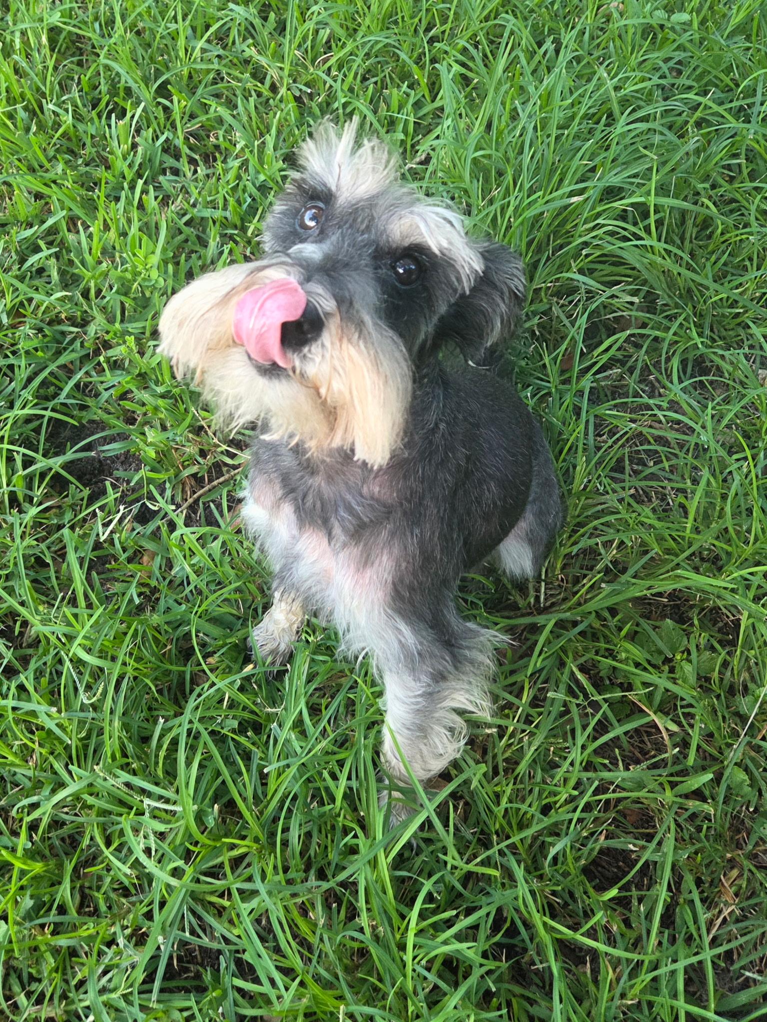 Enlarge Max, a Adoptable Miniature Schnauzer in Cape Coral, FL image 5/6