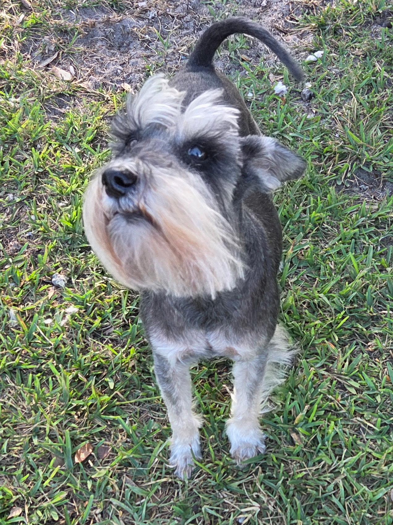 Enlarge Max, a Adoptable Miniature Schnauzer in Cape Coral, FL image 5/6