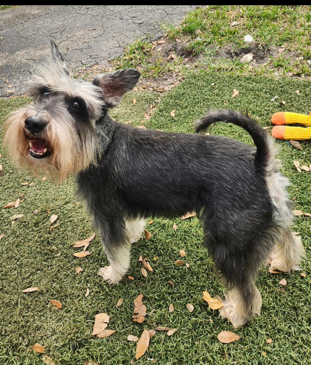 Enlarge Max, a Adoptable Miniature Schnauzer in Cape Coral, FL image 6/6