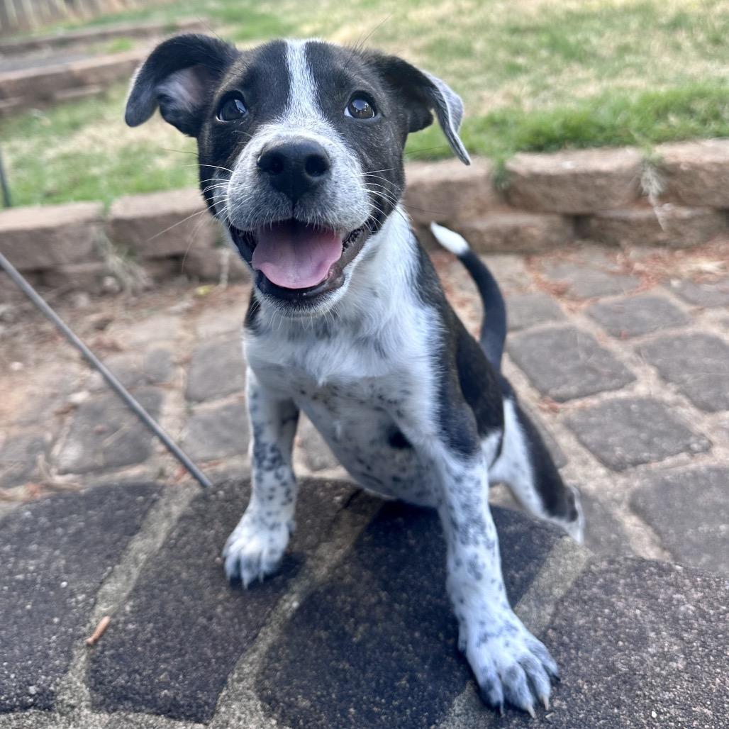Laurel (in PA), Adoptable, Puppy Female Border Collie & Cattle Dog.