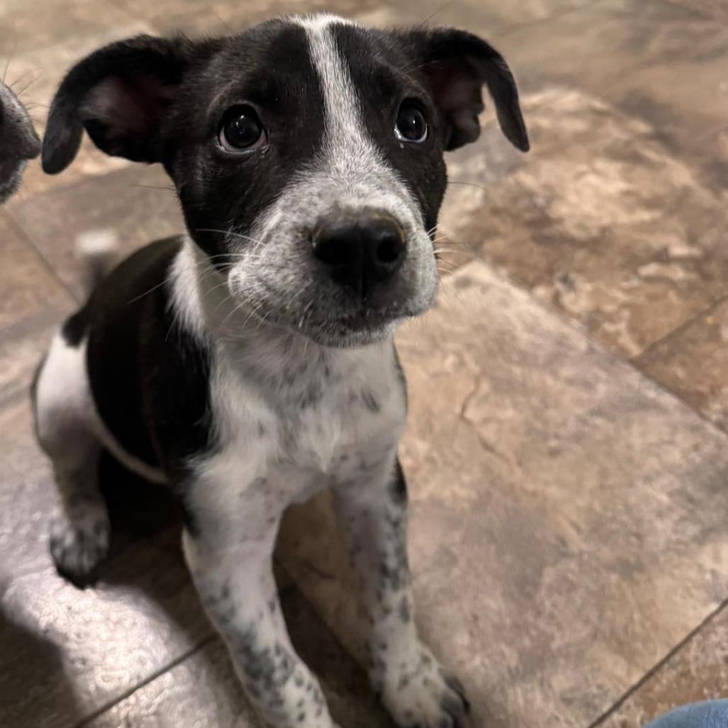 Enlarge Laurel (in PA), a Adoptable mixed breed in Shoemakersville, PA image 1/6