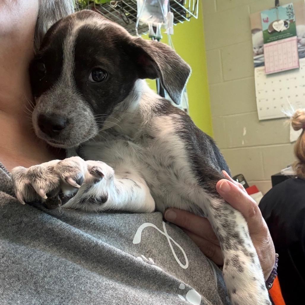 Enlarge Laurel (in PA), a Adoptable mixed breed in Shoemakersville, PA image 3/6