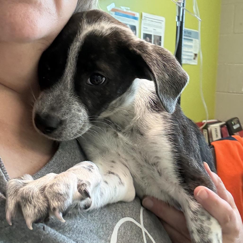 Enlarge Laurel (in PA), a Adoptable mixed breed in Shoemakersville, PA image 4/6