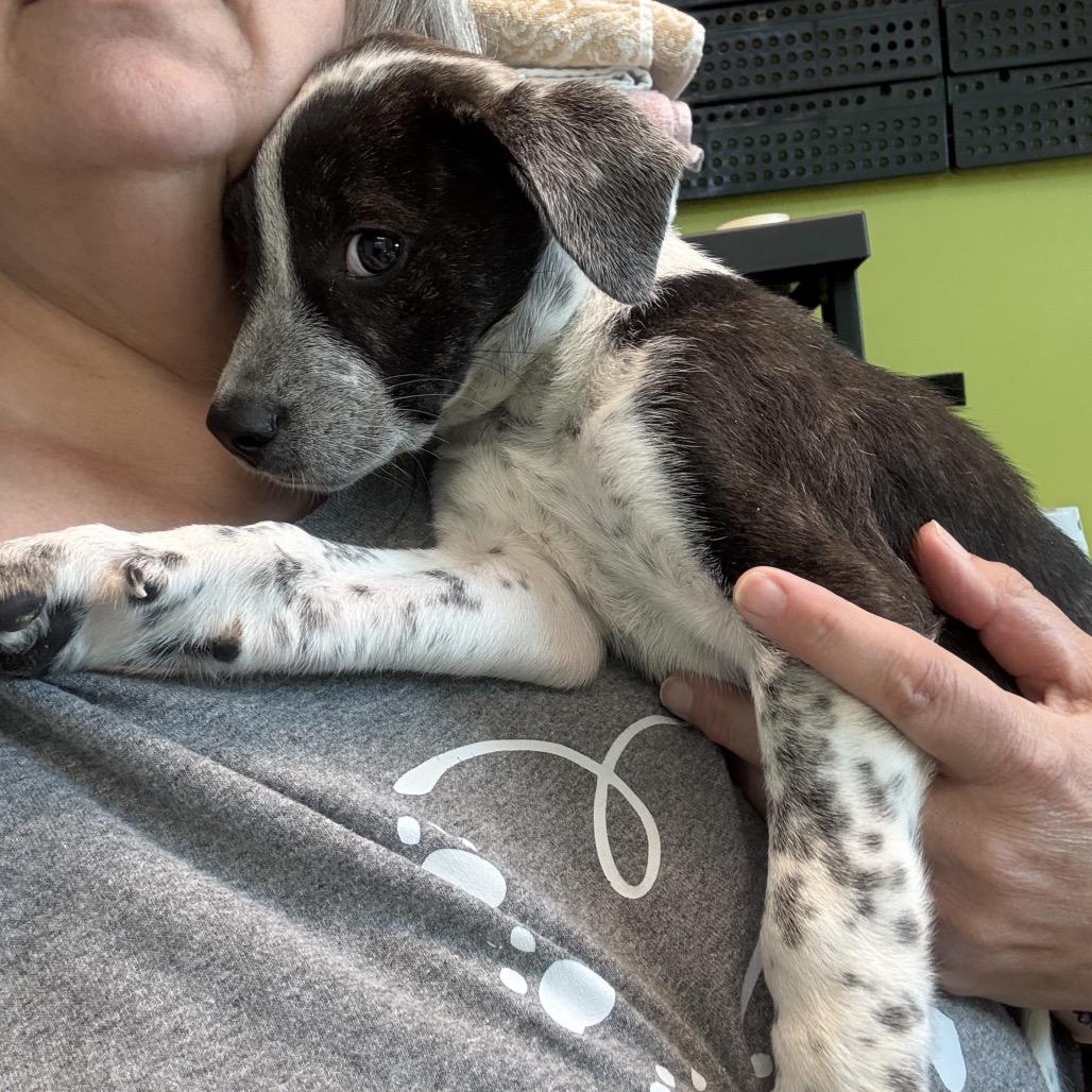 Enlarge Laurel (in PA), a Adoptable mixed breed in Shoemakersville, PA image 5/6