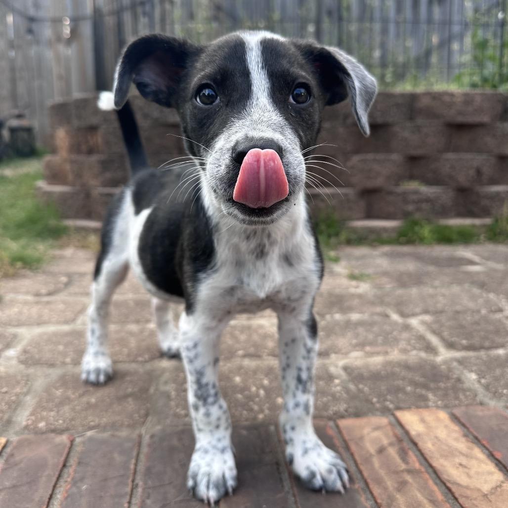 Enlarge Laurel (in PA), a Adoptable mixed breed in Shoemakersville, PA image 6/6