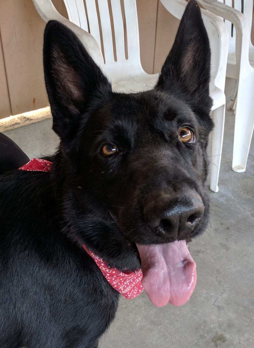 Sable, Adoptable, Adult Female Shepherd.