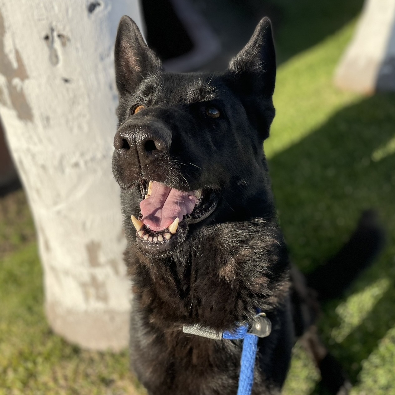 Sable, a Adoptable Shepherd in Canoga Park, CA image 2/10