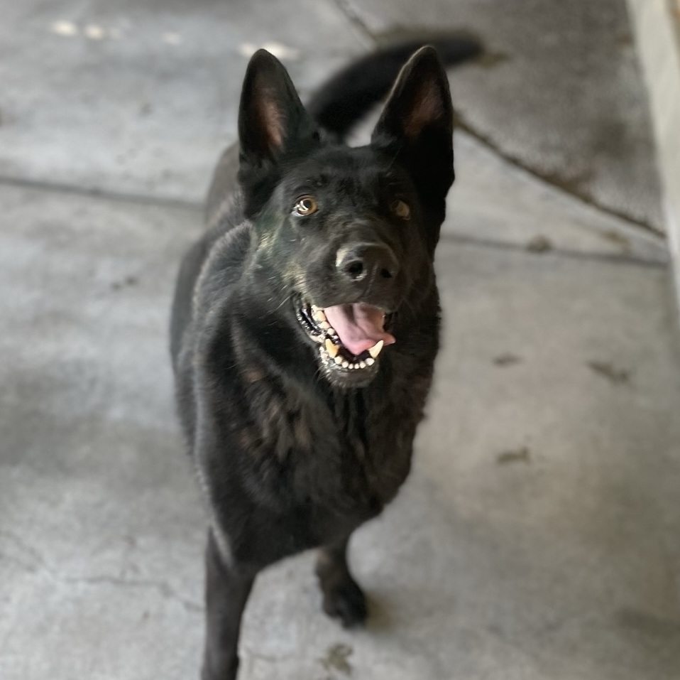 Sable, a Adoptable Shepherd in Canoga Park, CA image 3/10