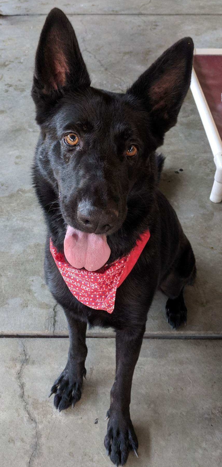 Sable, Adoptable, Adult Female Shepherd.