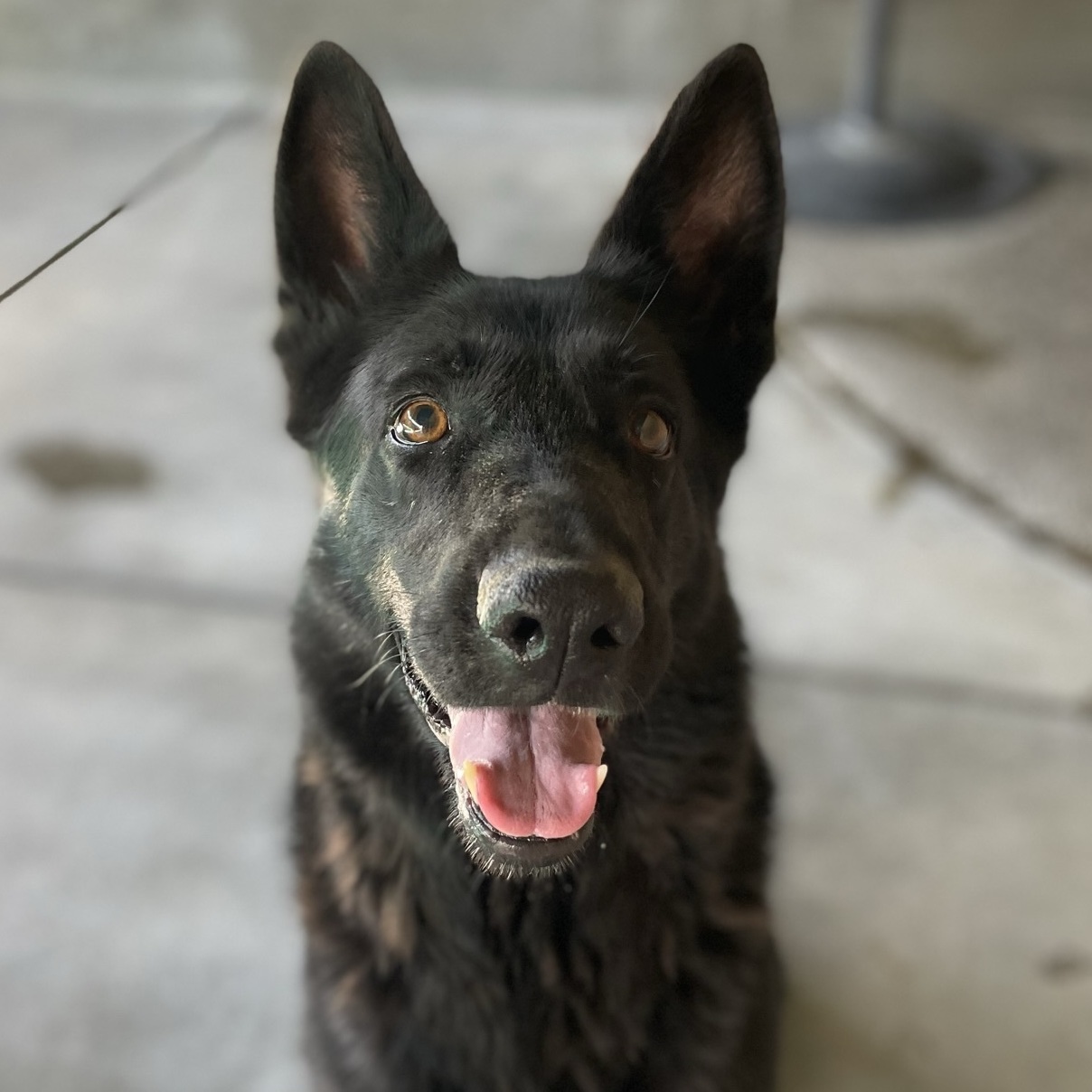 Sable, a Adoptable Shepherd in Canoga Park, CA image 5/10