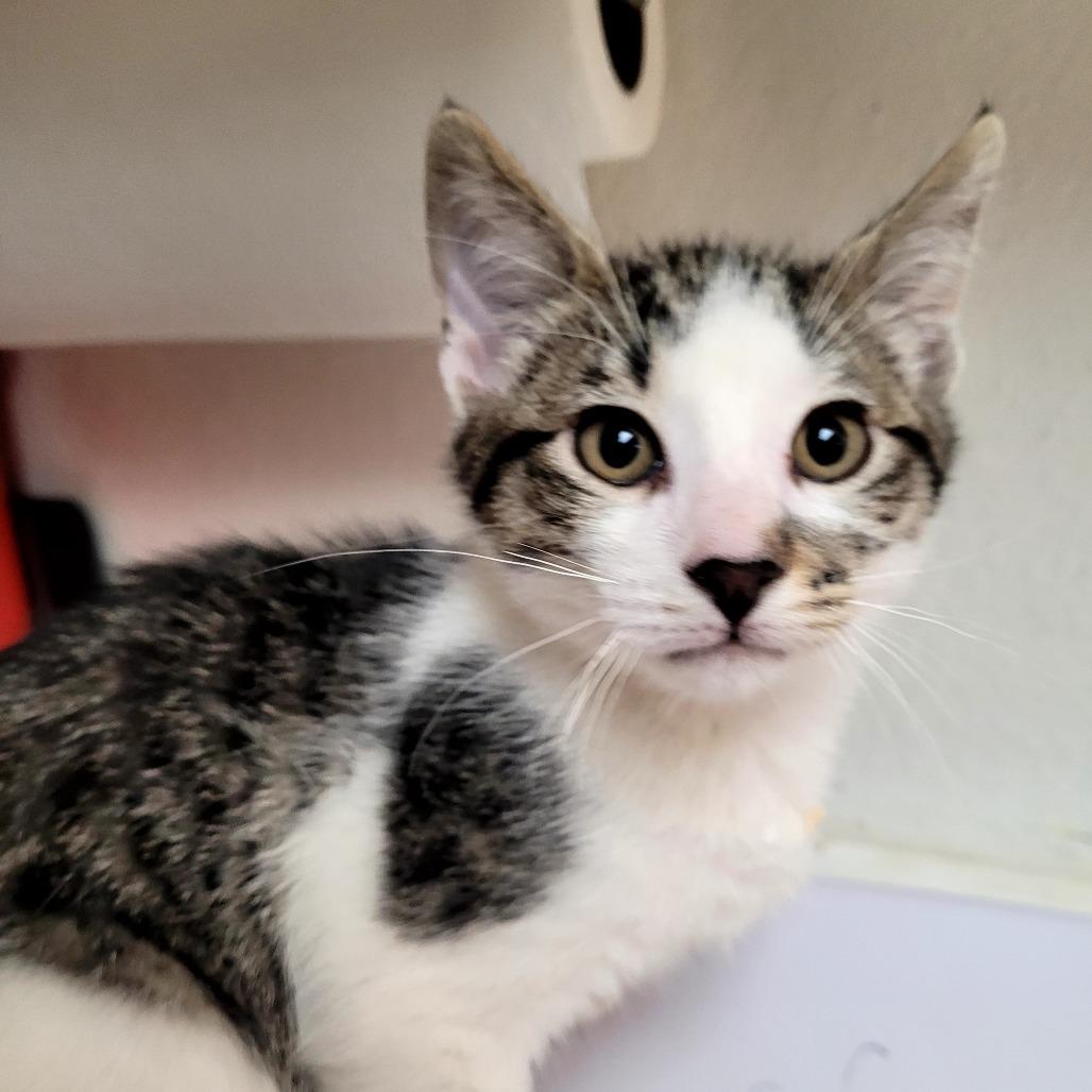 Chester, Adoptable, Kitten Male Domestic Short Hair.