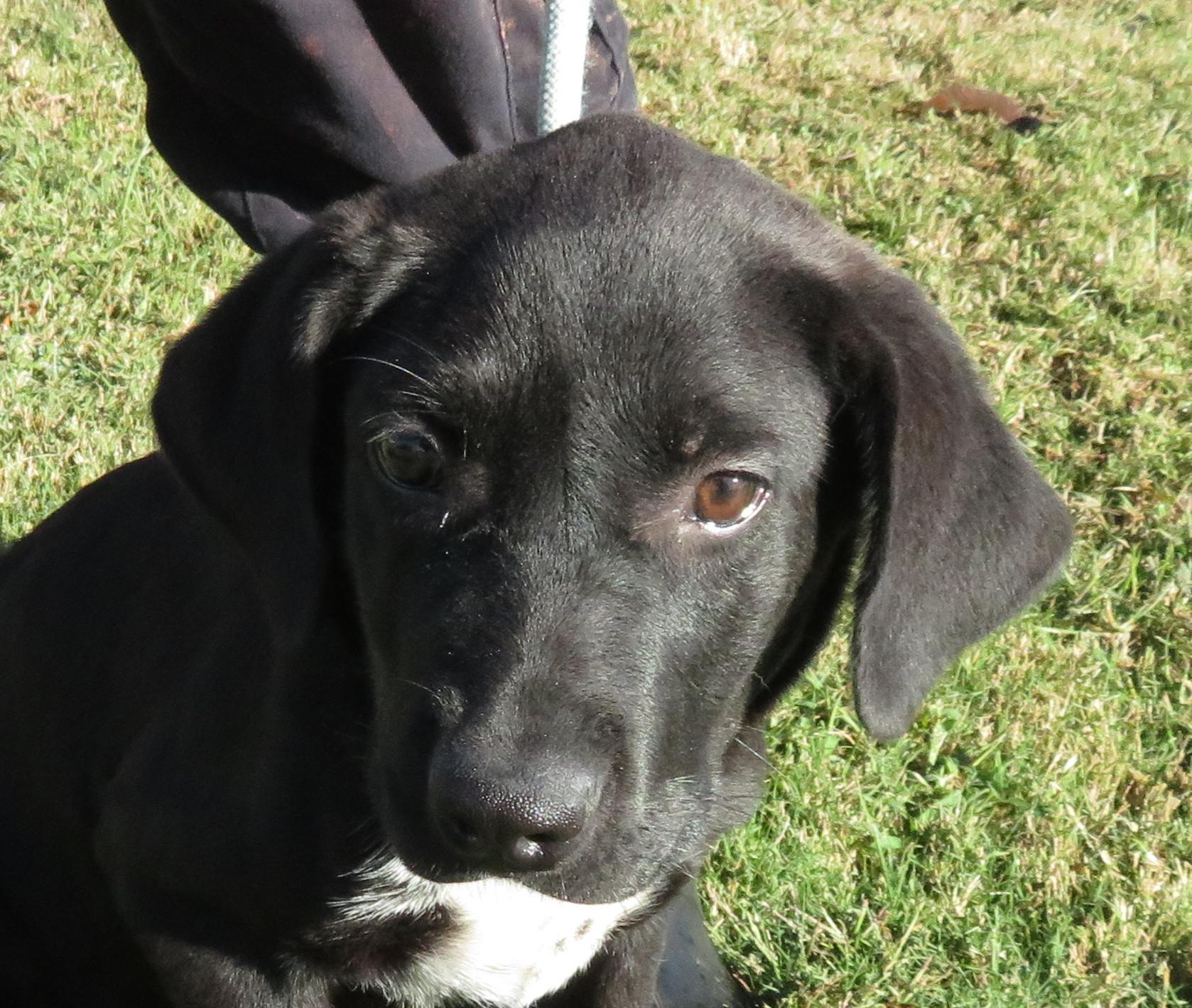 Millie, Adoptable, Puppy Female Labrador Retriever.