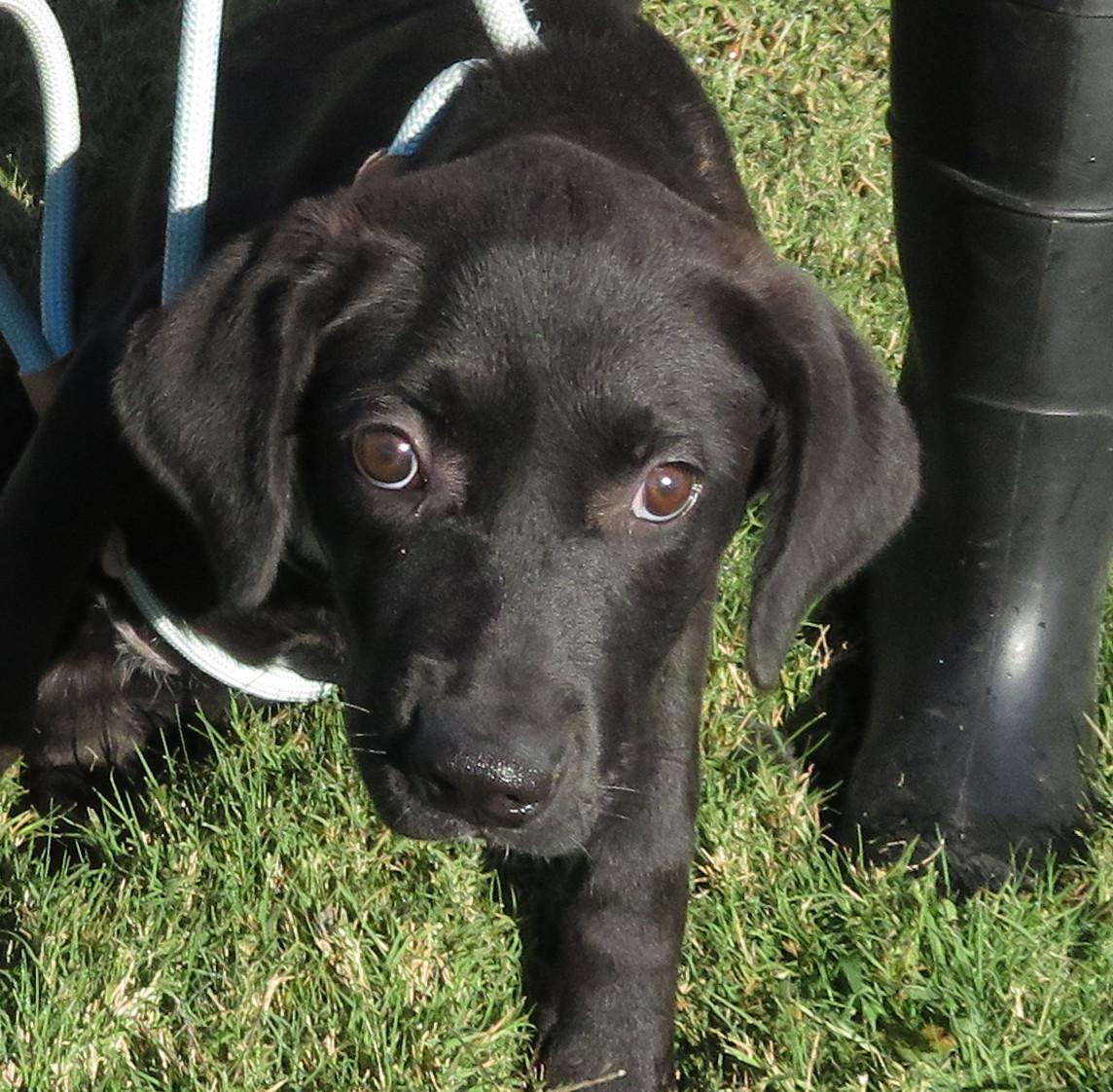 Millie, a Adoptable mixed breed in Nesbit, MS image 2/4