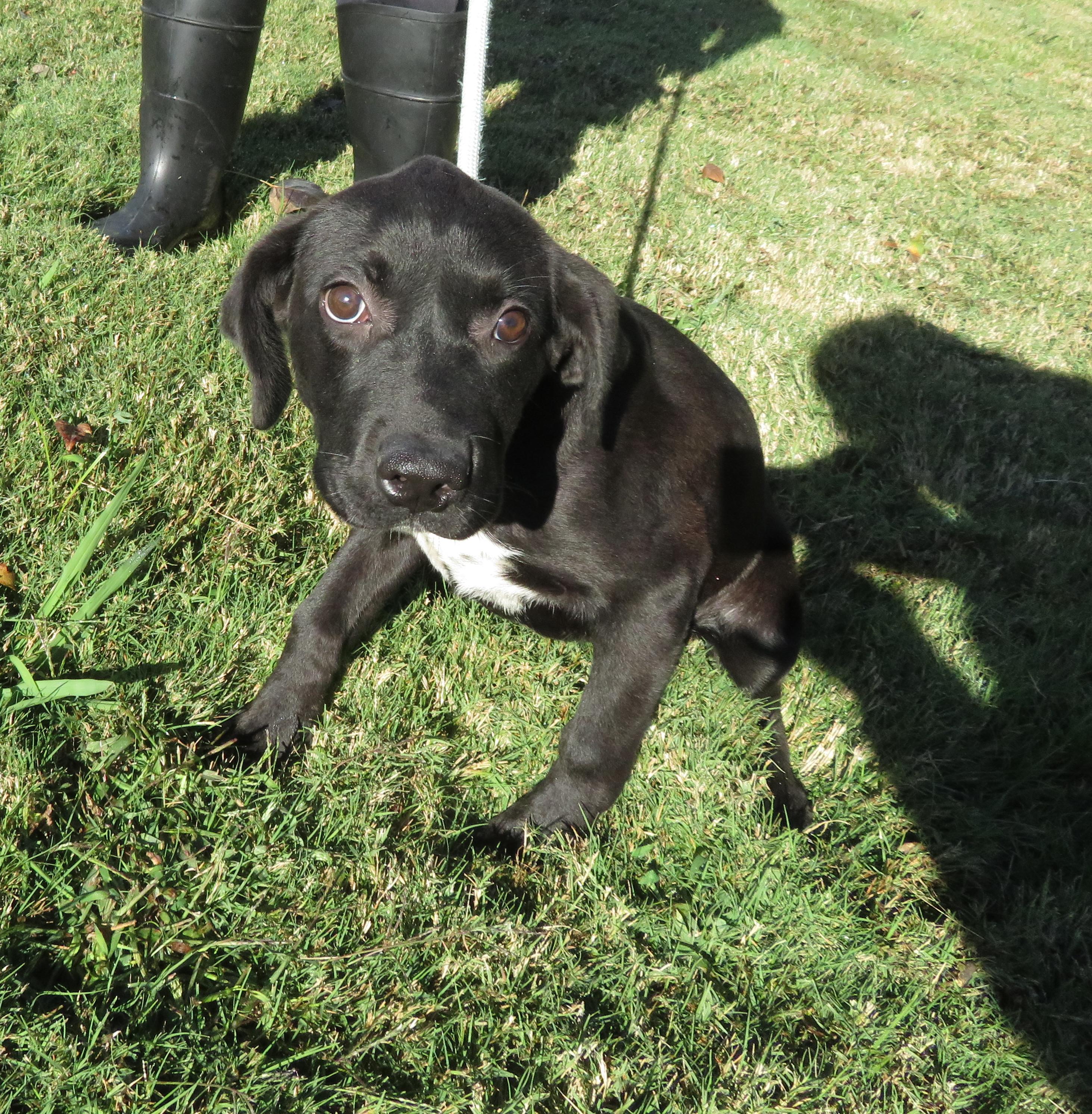 Millie, a Adoptable mixed breed in Nesbit, MS image 3/4