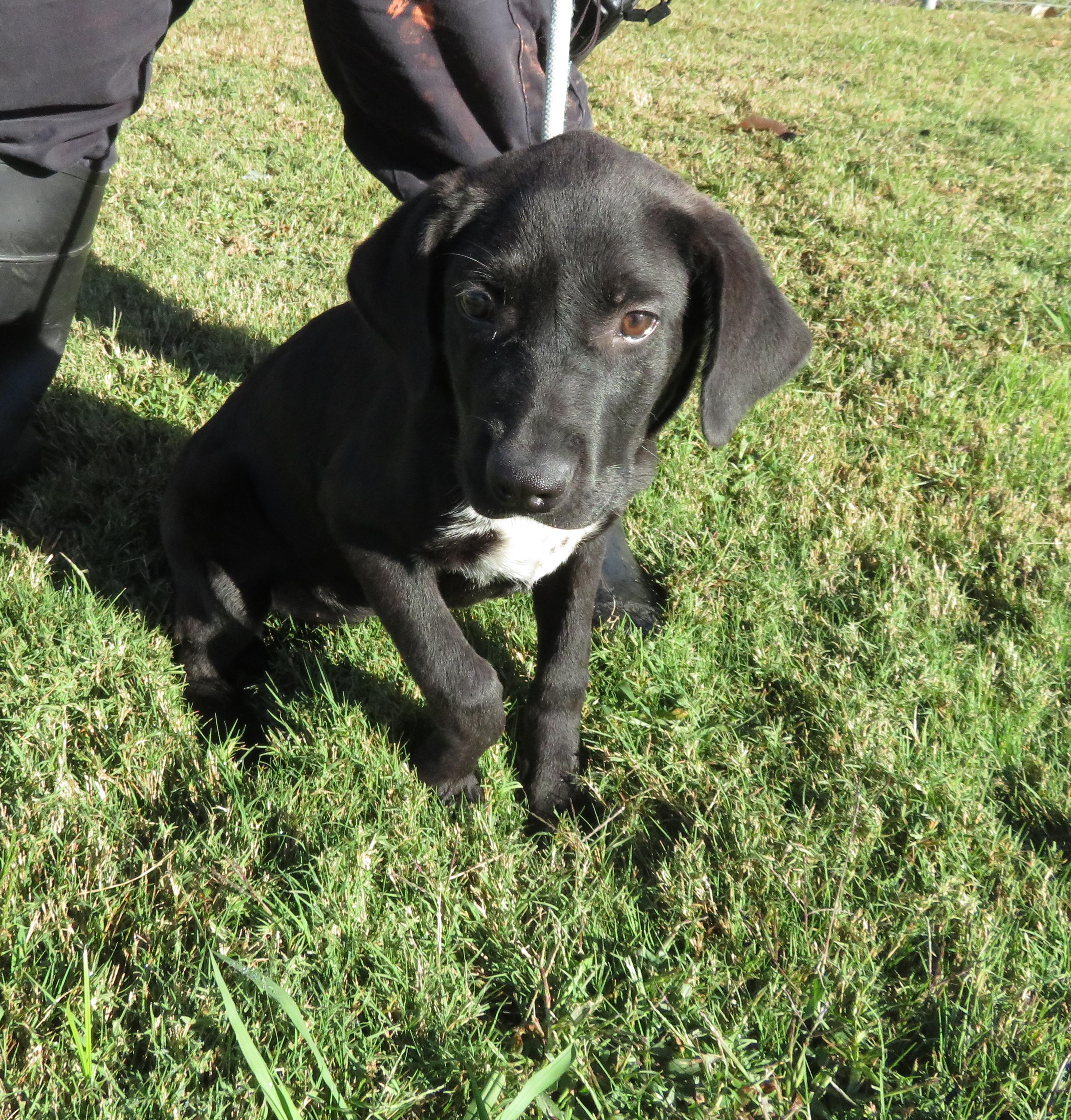 Millie, a Adoptable mixed breed in Nesbit, MS image 4/4