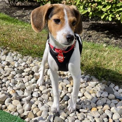 Enlarge Trumpet, a Adoptable mixed breed in Elk Grove Village, IL image 1/3