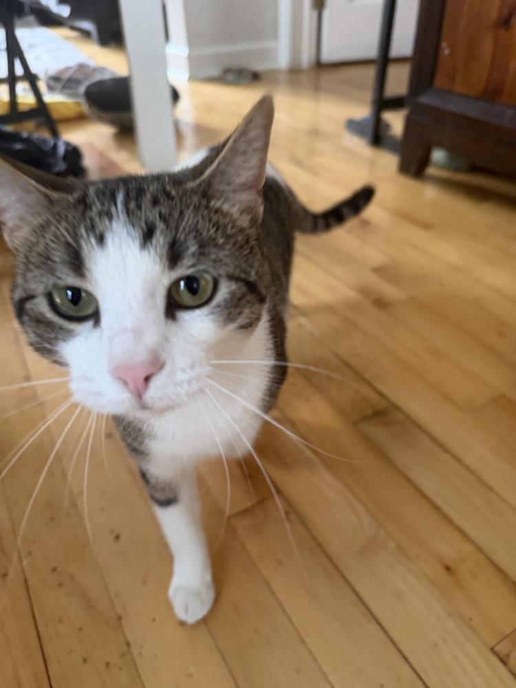 Layla, Adoptable, Young Female Domestic Short Hair.