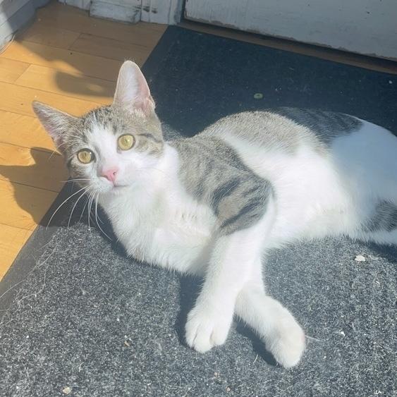Layla, a Adoptable Domestic Short Hair in Chicago, IL image 2/6