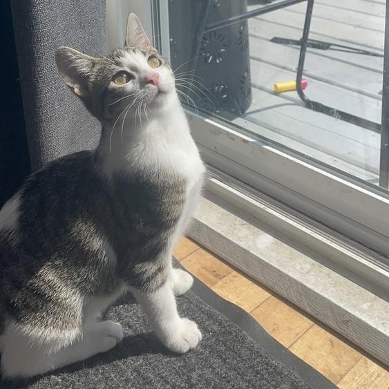 Layla, a Adoptable Domestic Short Hair in Chicago, IL image 3/6