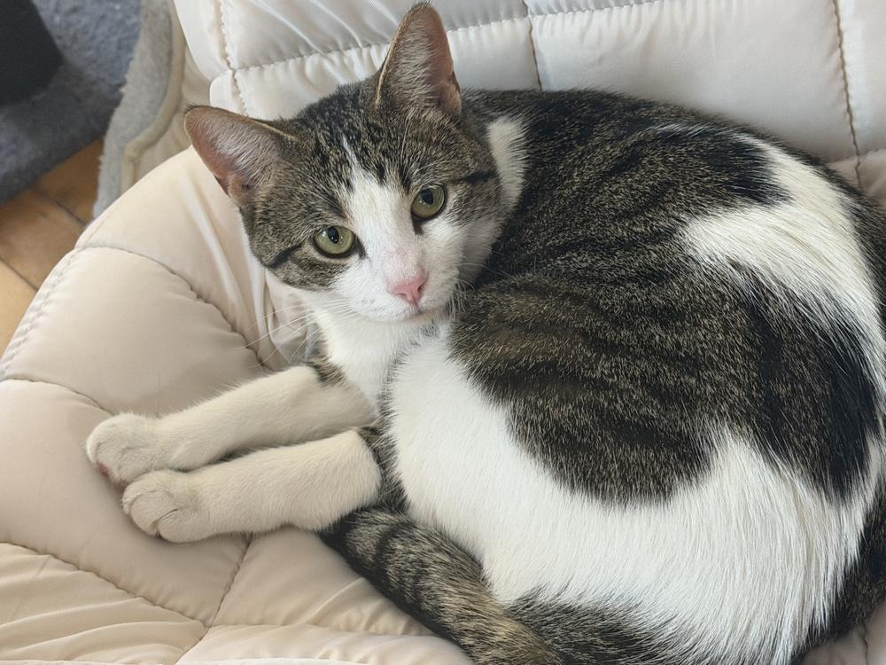 Layla, a Adoptable Domestic Short Hair in Chicago, IL image 4/6