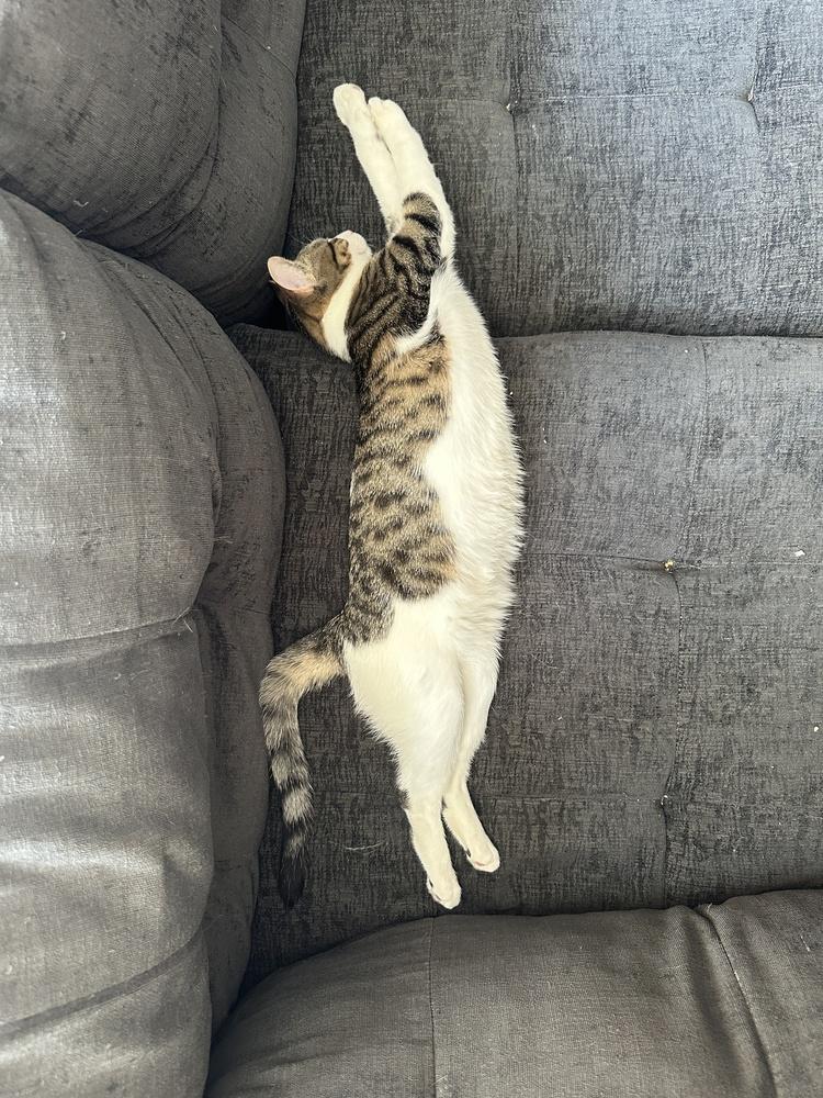 Layla, a Adoptable Domestic Short Hair in Chicago, IL image 5/6