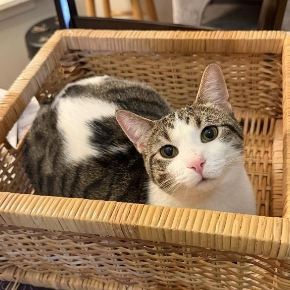 Layla, a Adoptable Domestic Short Hair in Chicago, IL image 6/6