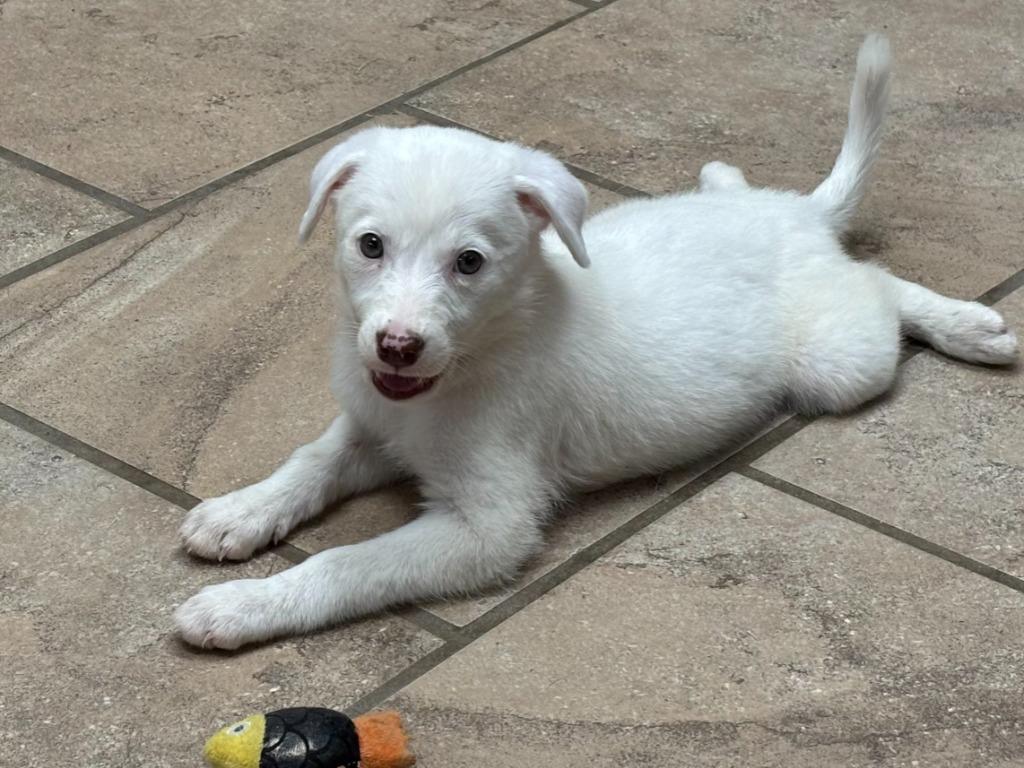 Enlarge Bianca, a Adoptable Mixed Breed in Batesville, AR image 1/1