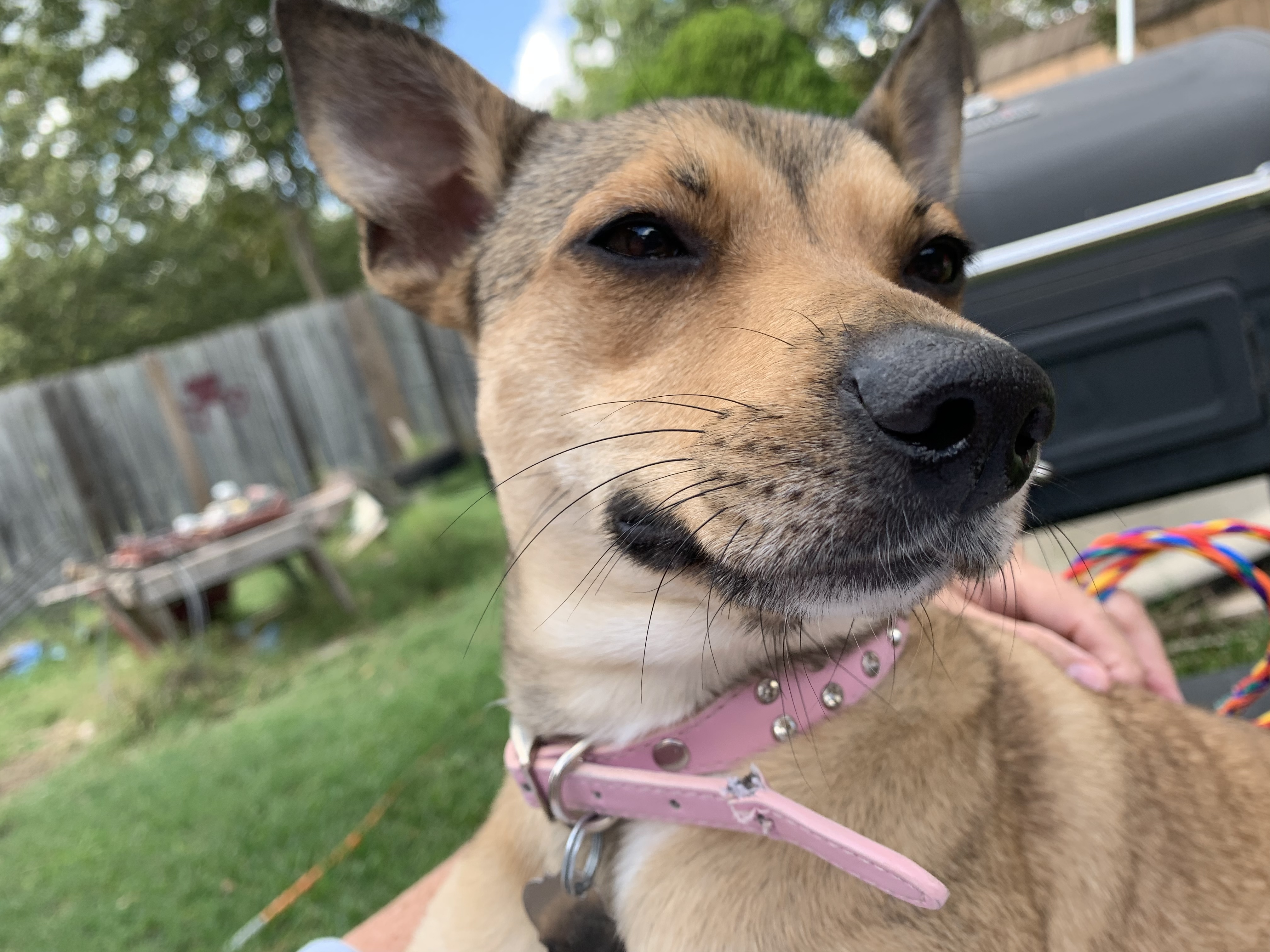 Coco, a Adoptable mixed breed in Temple, TX image 1/6
