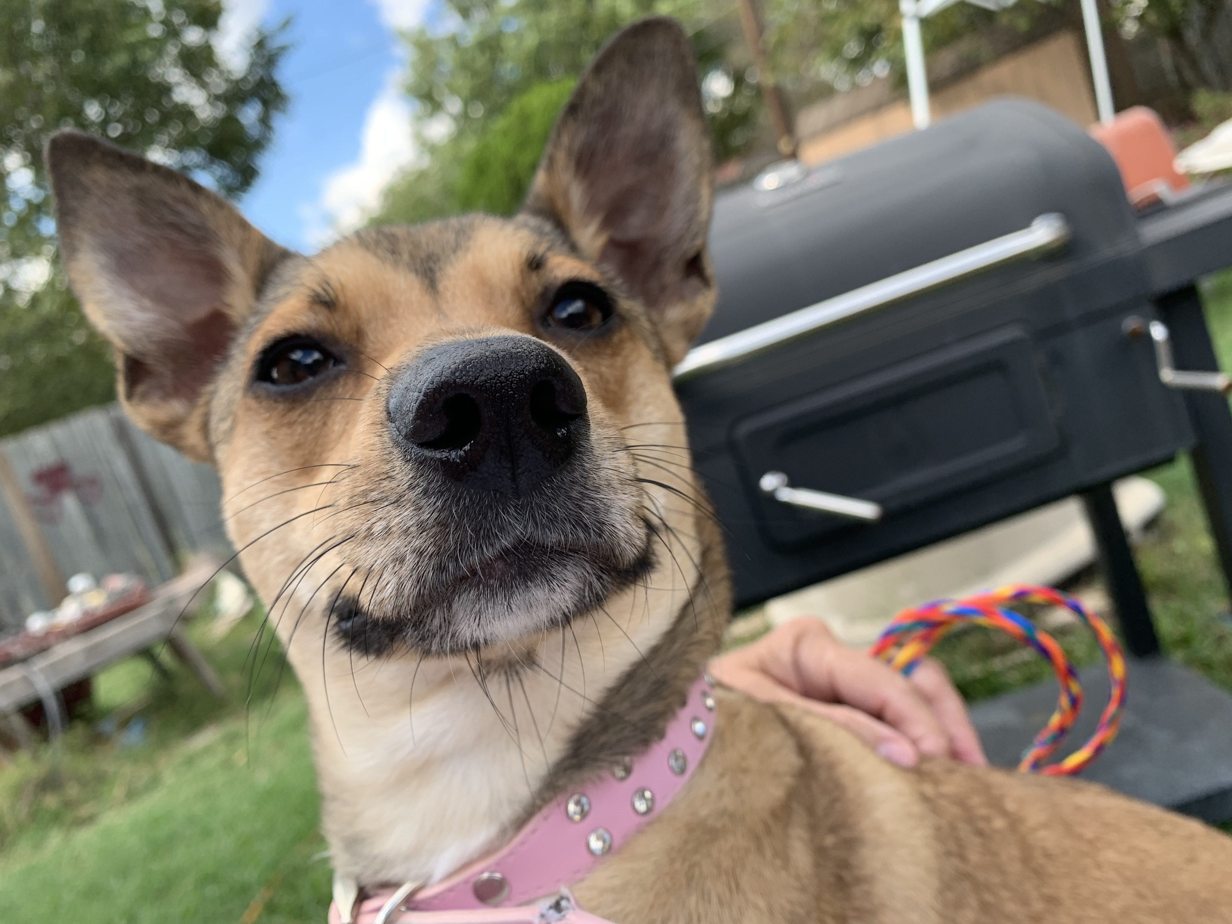 Coco, a Adoptable mixed breed in Temple, TX image 2/6