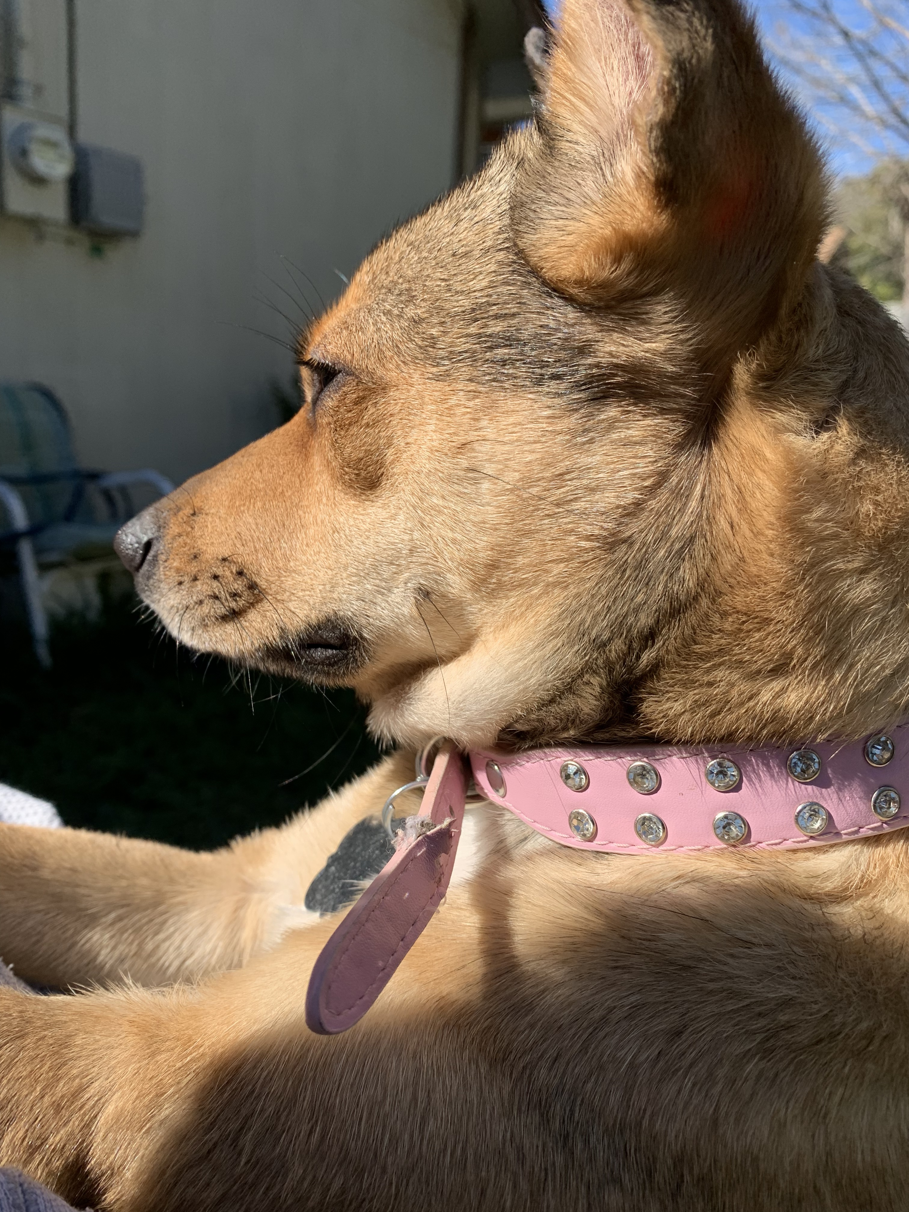 Coco, a Adoptable mixed breed in Temple, TX image 4/6
