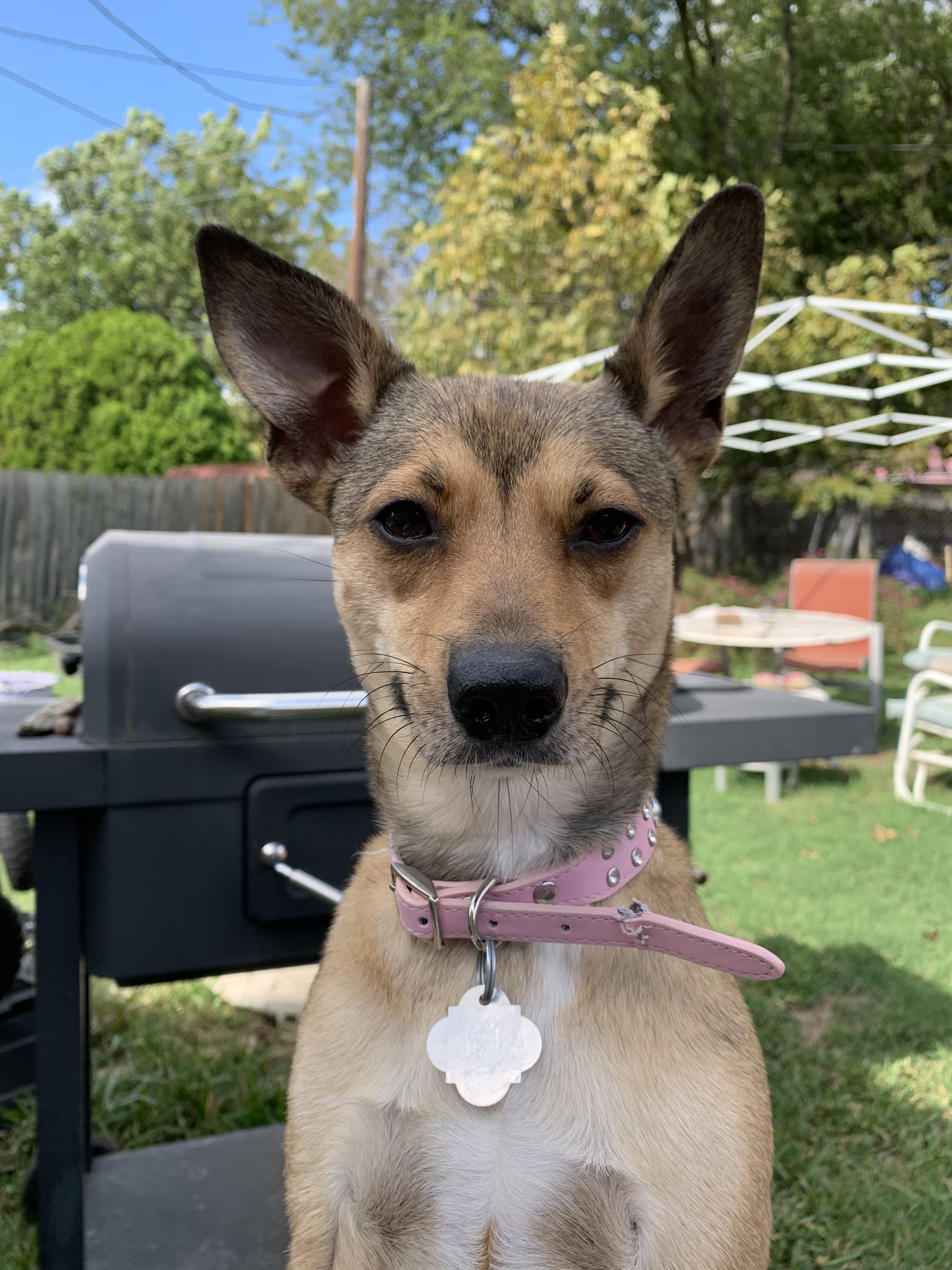 Coco, a Adoptable mixed breed in Temple, TX image 5/6