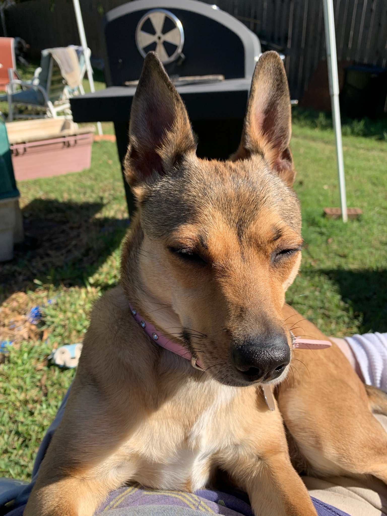 Coco, a Adoptable mixed breed in Temple, TX image 6/6