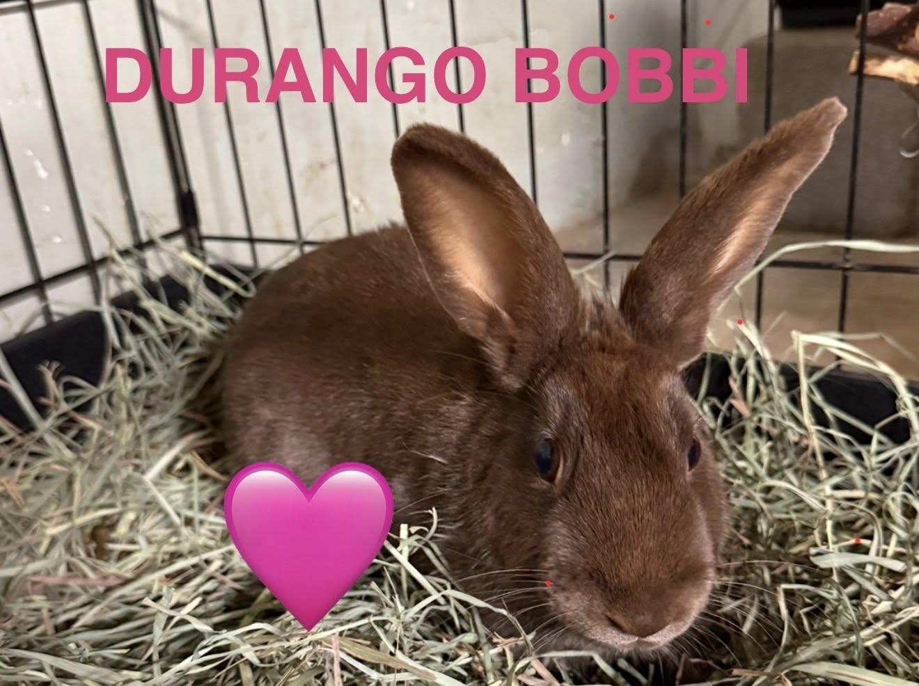 Enlarge Durango (PEN 7), an adopted Bunny Rabbit in LAS VEGAS, NV image 2/2