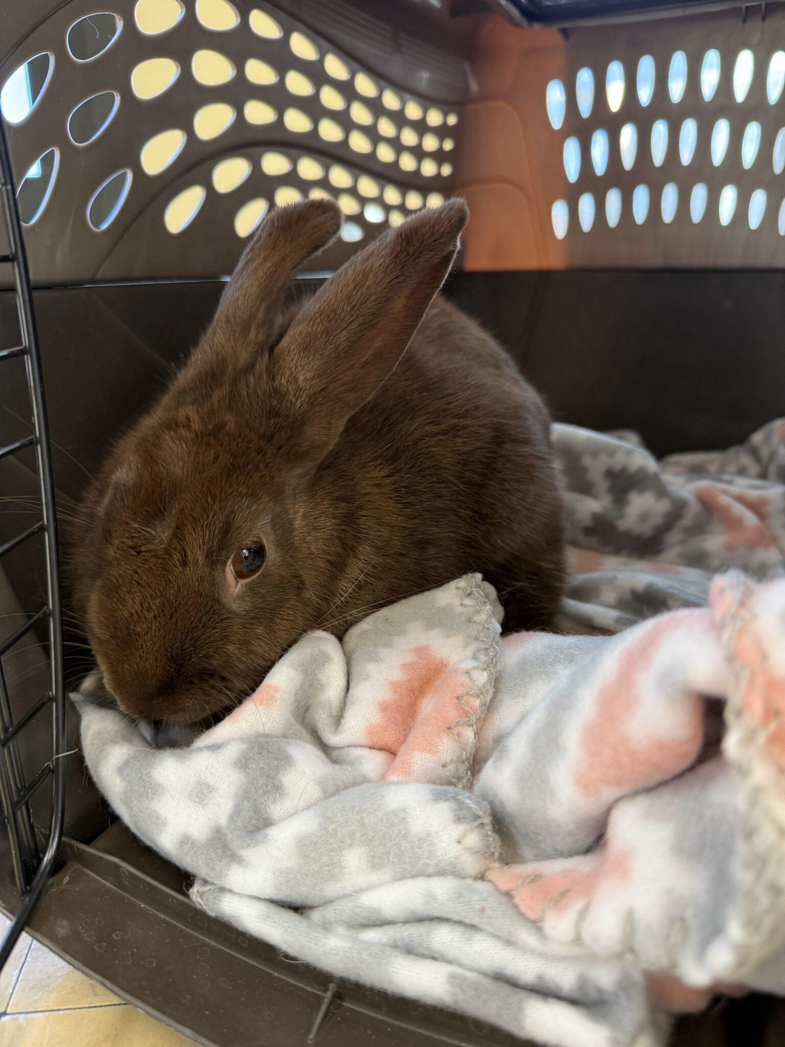 Durango (PEN 7), adopted, Adult Female Bunny Rabbit.