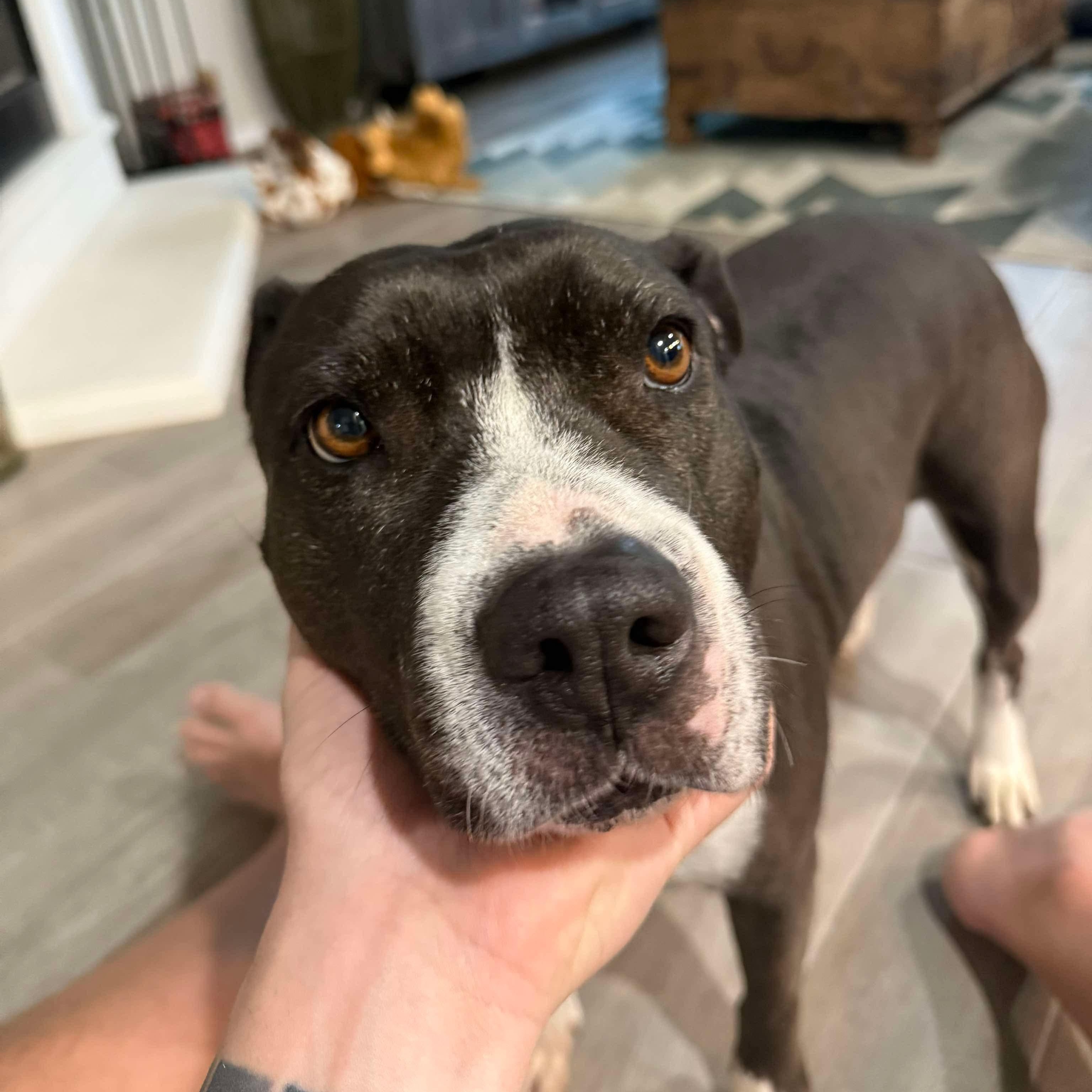 Roxie, Young Female unknown