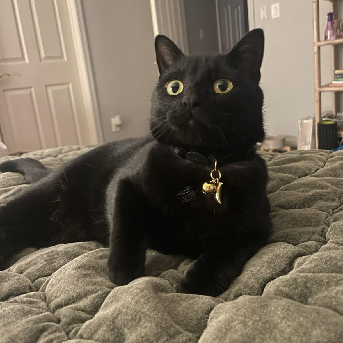 Midnight, Adopted, Young Female Domestic Short Hair.