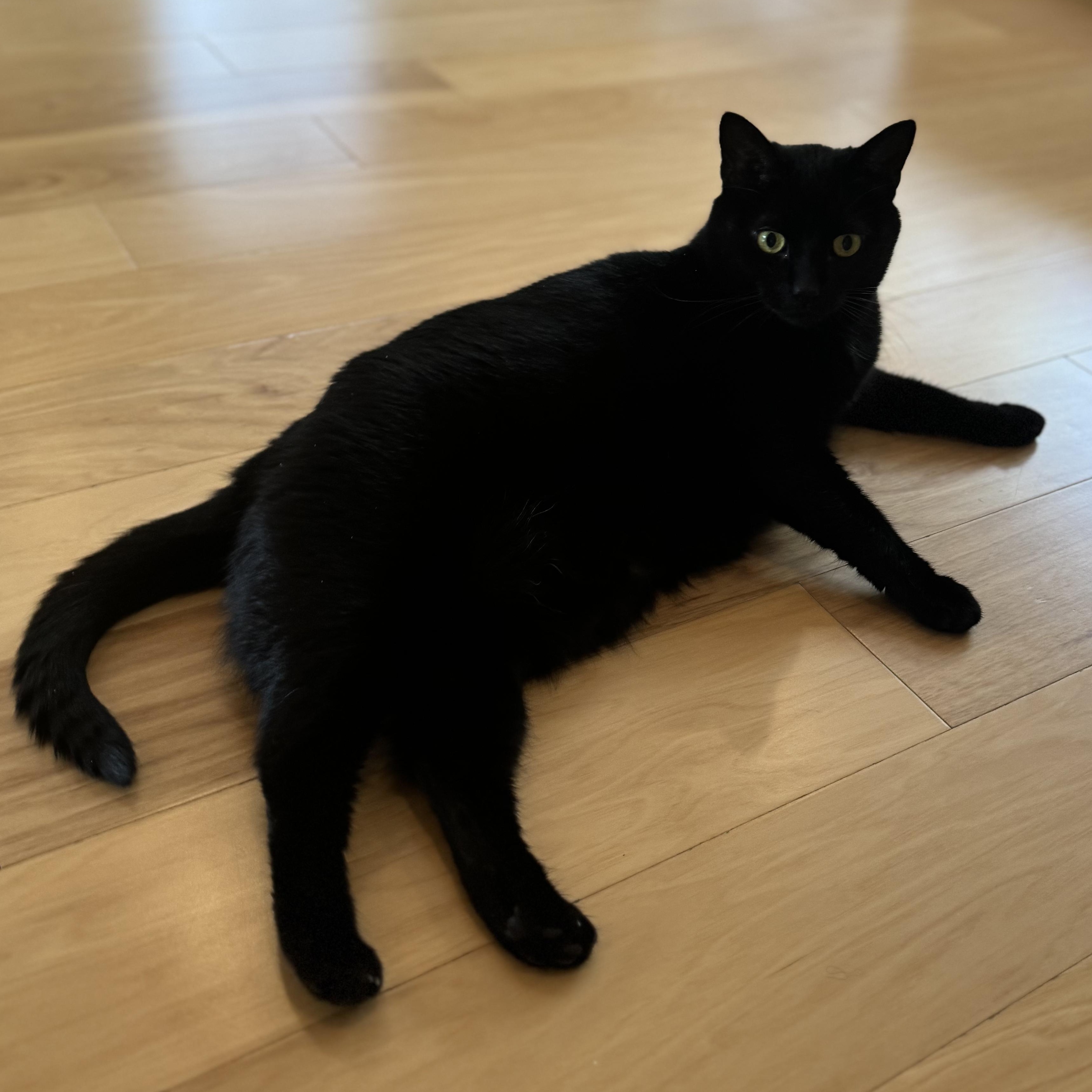 Enlarge Midnight, a Adopted Domestic Short Hair in Ramsey, NJ image 2/4