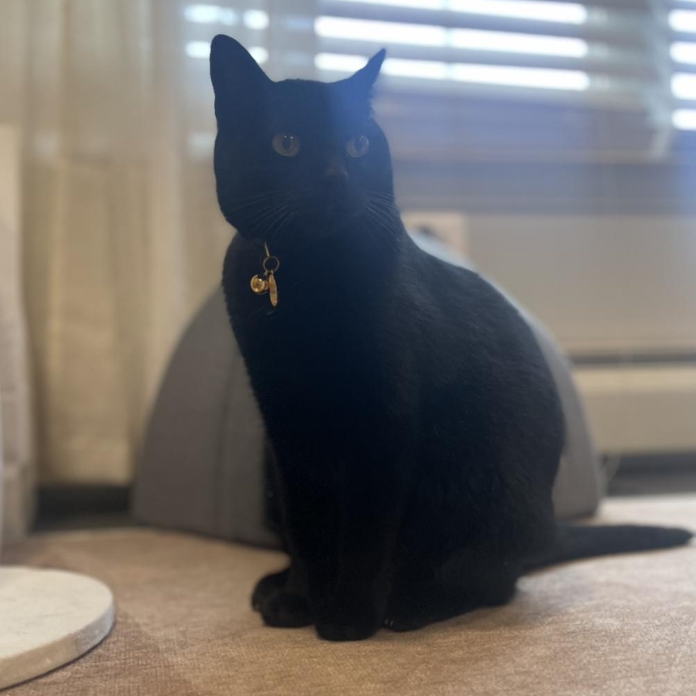 Enlarge Midnight, a Adopted Domestic Short Hair in Ramsey, NJ image 4/4