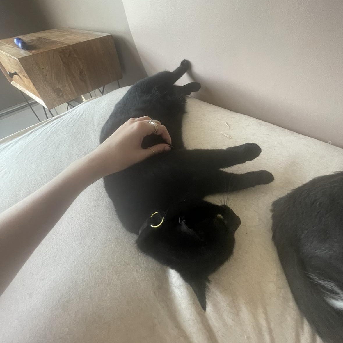 Enlarge Midnight, a Adopted Domestic Short Hair in Ramsey, NJ image 3/4