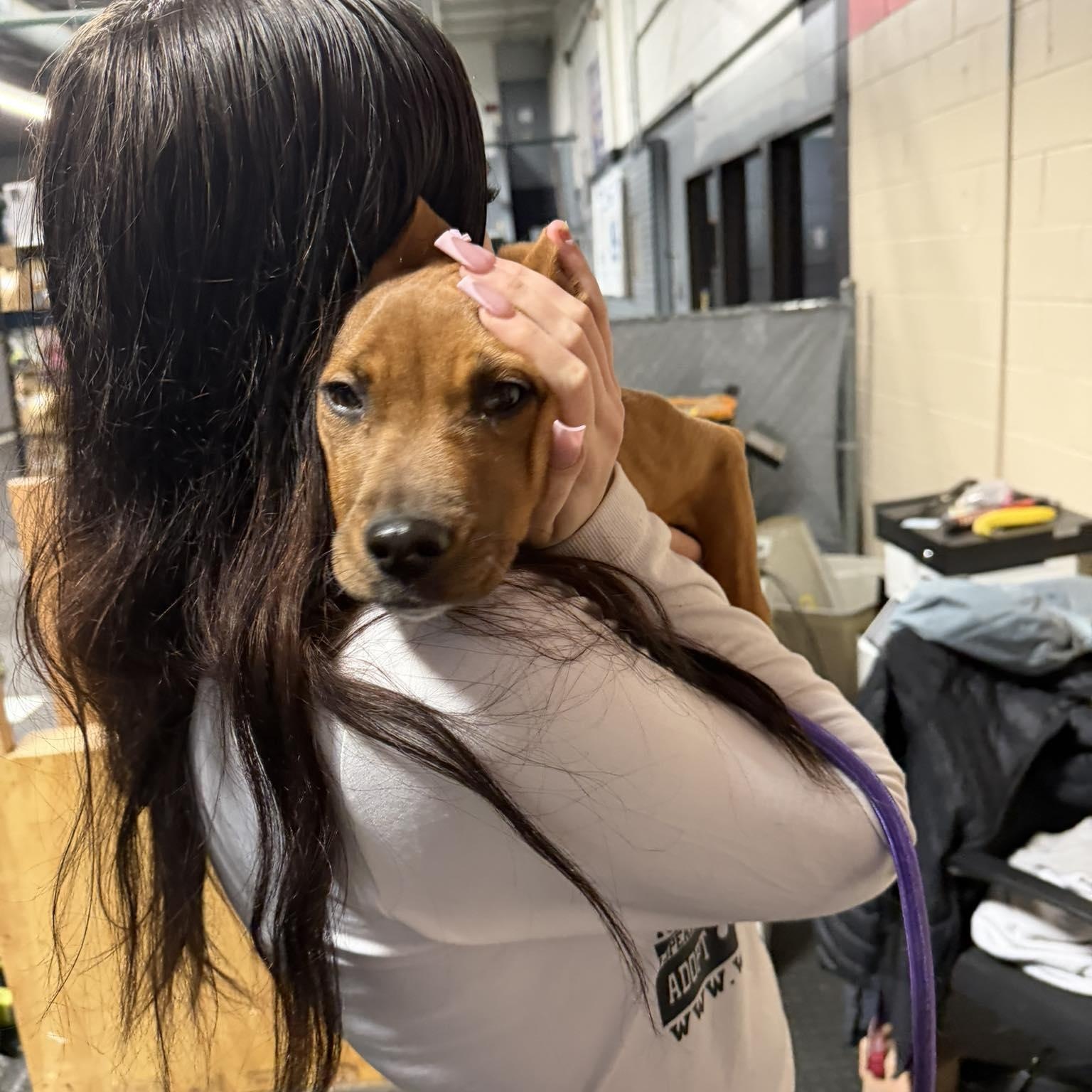 Enlarge Tinka, an adopted mixed breed in Plainfield, IL image 2/4