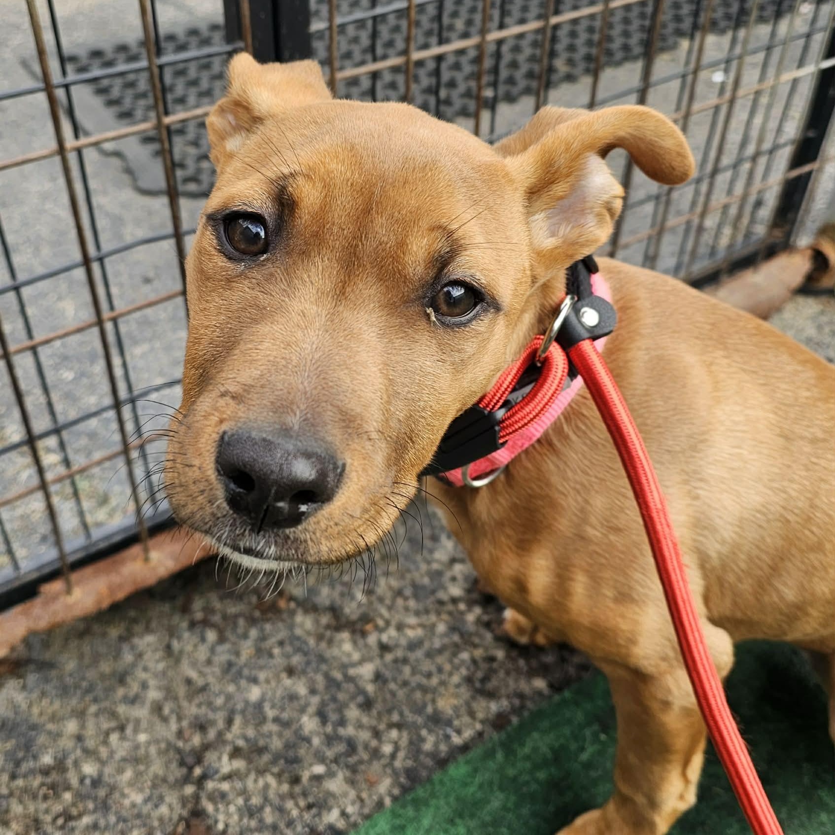 Enlarge Tinka, an adopted mixed breed in Plainfield, IL image 3/4